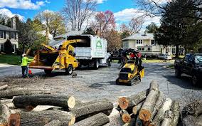 Best Tree and Shrub Care  in La Riviera, CA