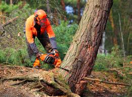 How Our Tree Care Process Works  in  La Riviera, CA