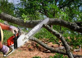 Professional Tree Care in La Riviera, CA
