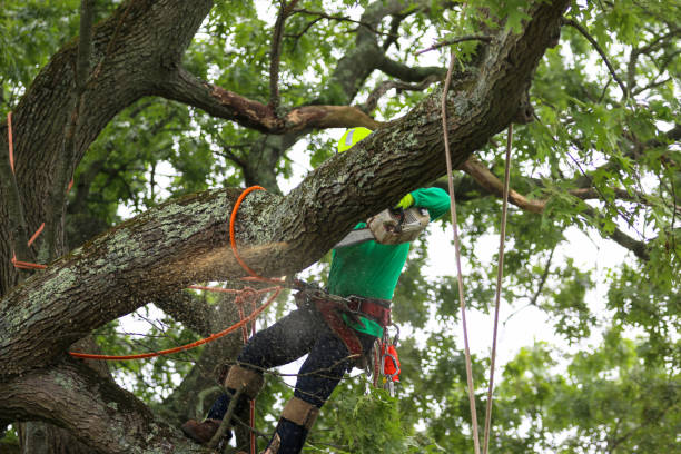 Best Tree Removal  in La Riviera, CA