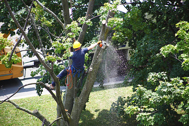Best Lawn Renovation and Restoration  in La Riviera, CA