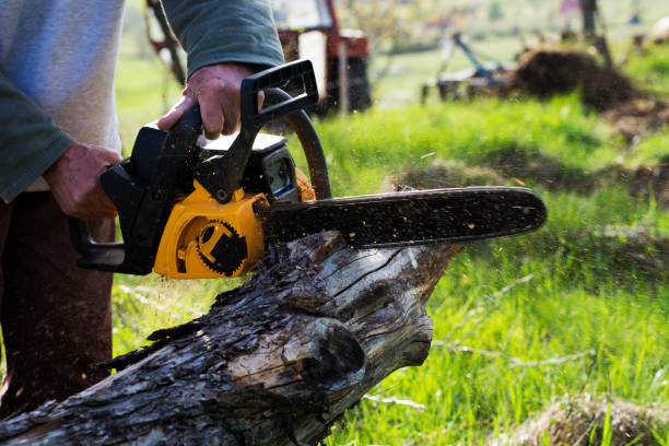 Best Tree Maintenance Programs  in La Riviera, CA